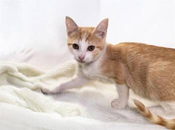 KENAI -  Domestic Short Hair Cat for Adoption in Fort Lauderdale, Florida - KENAI | PetCurious