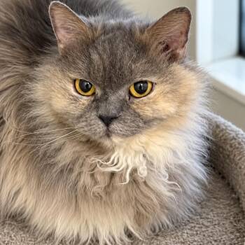 Squiggles -  Selkirk Rex and Dilute Tortoiseshell Cat for Adoption in Fresno, California - Squiggles | PetCurious
