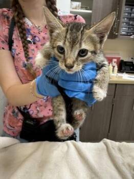Fuzz Lightyear -  Domestic Short Hair Cat for Adoption in Honolulu, Hawaii - Fuzz Lightyear | PetCurious