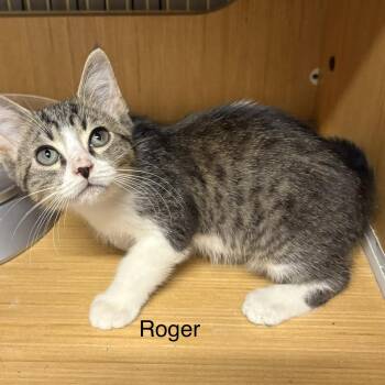 Rodger ( th) -  Domestic Short Hair Cat for Adoption in White Bluff, Tennessee - Rodger ( Th) | PetCurious