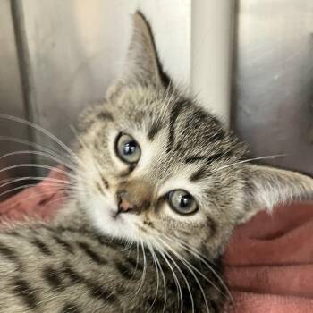 Honda -  Domestic Short Hair Cat for Adoption in Grand Rapids, Michigan - Honda | PetCurious