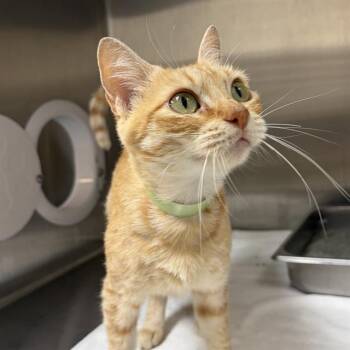 LIZA -  Domestic Short Hair Cat for Adoption in Methuen, Massachusetts - LIZA | PetCurious