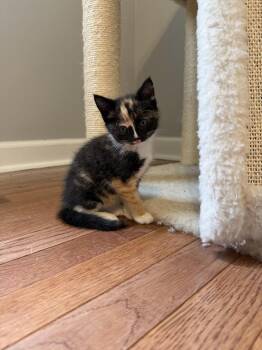 Shirley Jackson -  Domestic Medium Hair Cat for Adoption in Warner Robins, Georgia - Shirley Jackson | PetCurious