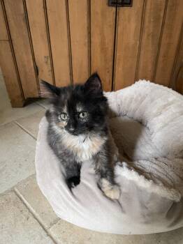 Dixie KITTEN -  Domestic Short Hair Cat for Adoption in Rockaway, New Jersey - Dixie KITTEN | PetCurious