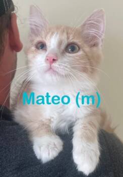 Rescue Domestic Medium Hair Cats for Adoption in New Bern, North Carolina - MATEO Kitten (m) | PetCurious