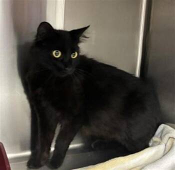A780161 -  Domestic Short Hair Cat for Adoption in Rancho Cucamonga, California - A780161 | PetCurious