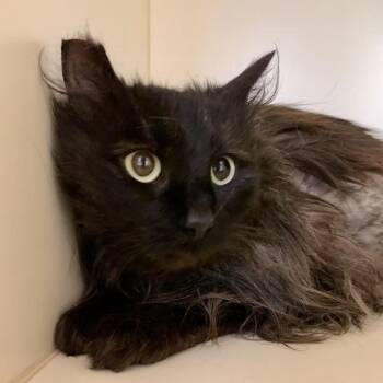 Domestic Medium Hair Cats Available for Adoption in Silverdale, Washington - Pecan Pam | PetCurious