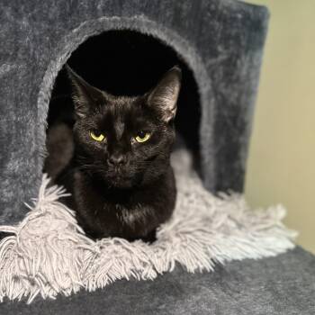 Rescue Domestic Short Hair Cats for Adoption in Suffolk, Virginia - Jordache | PetCurious