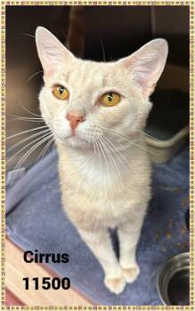 Rescue Domestic Short Hair Cats for Adoption in Marietta, Georgia - CIRRUS | PetCurious