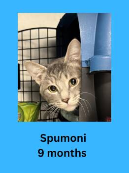 Domestic Short Hair Cats Available for Adoption in Ravenna, Ohio - Spumoni | PetCurious