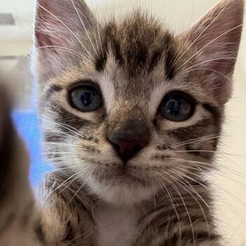 Grover -  Domestic Short Hair Cat for Adoption in Pleasanton, California - Grover | PetCurious