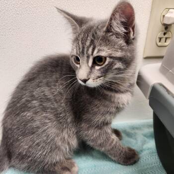 Buggy -  Domestic Short Hair Cat for Adoption in Oshkosh, Wisconsin - Buggy | PetCurious