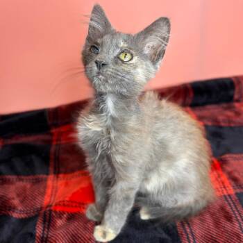 Tofu -  Domestic Medium Hair Cat for Adoption in San Antonio, Texas - Tofu | PetCurious