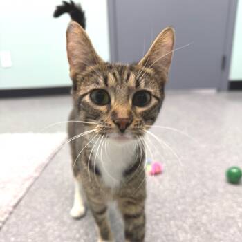 Rescue Domestic Short Hair Cats for Adoption in Zimmerman, Minnesota - Jillian | PetCurious