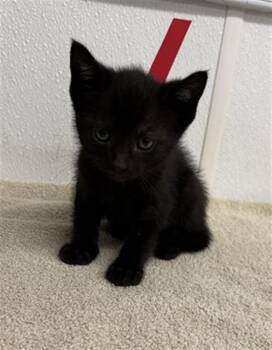 A883685 -  Domestic Short Hair Cat for Adoption in Camarillo, California - A883685 | PetCurious