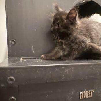 Bean -  Domestic Medium Hair Cat for Adoption in Sanford, North Carolina - Bean | PetCurious