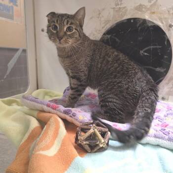 Gertie -  Domestic Short Hair Cat for Adoption in Cheyenne, Wyoming - Gertie | PetCurious
