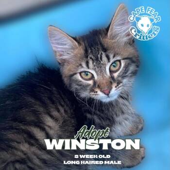 Winston -  Domestic Short Hair Cat for Adoption in Wilmington, North Carolina - Winston | PetCurious