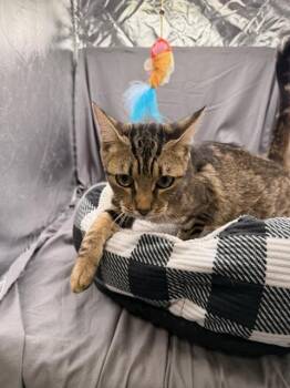 TRIXIE -  Domestic Short Hair Cat for Adoption in Grovetown, Georgia - TRIXIE | PetCurious
