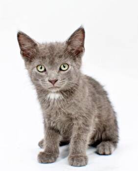 Tourmaline -  Domestic Short Hair Cat Available for Adoption in Morton Grove, Illinois - Tourmaline | PetCurious