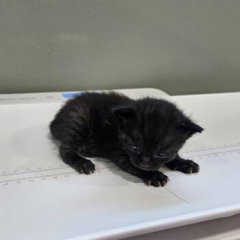 Djingles -  Domestic Short Hair Cat for Adoption in Livingston, Texas - Djingles | PetCurious