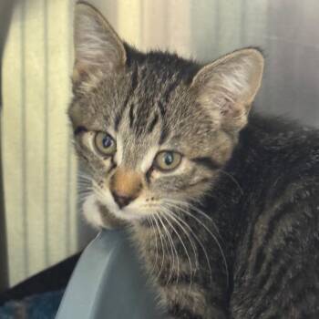 Gippy -  Domestic Short Hair Cat for Adoption in Mankato, Minnesota - Gippy | PetCurious