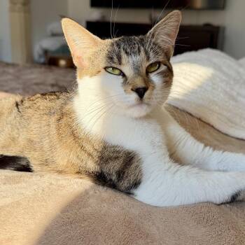Sugar Cookie -  Domestic Short Hair Cat for Adoption in Naugatuck, Connecticut - Sugar Cookie | PetCurious