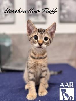 Marshmallow Fluff -  Domestic Short Hair Cat for Adoption in Magnolia, Texas - Marshmallow Fluff | PetCurious