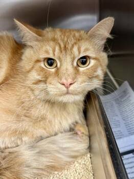 Nacho -  Domestic Short Hair Cat for Adoption in Wichita, Kansas - Nacho | PetCurious