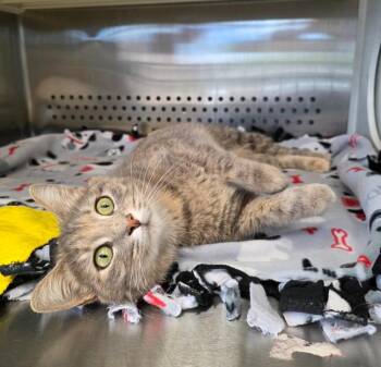 Domestic Short Hair Cats Available for Adoption in Columbia, Tennessee - Lilac | PetCurious