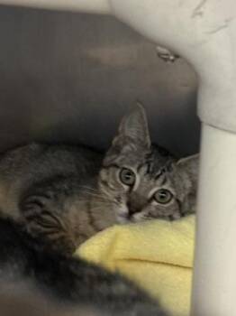 Gluten the Sensitive -  Domestic Short Hair Cat for Adoption in Morristown, New Jersey - Gluten The Sensitive | PetCurious