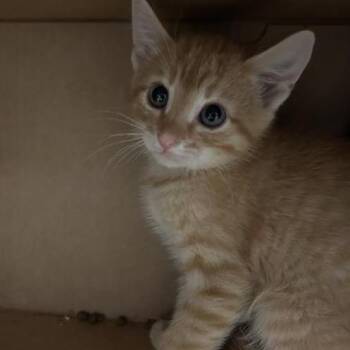 Mike -  Domestic Short Hair Cat for Adoption in Salt Lake City, Utah - Mike | PetCurious