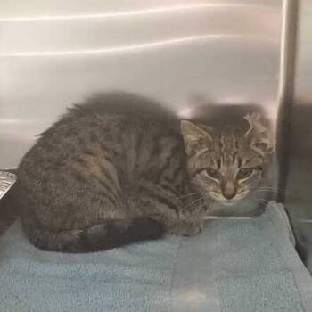 Arden -  Domestic Short Hair Cat for Adoption in Asheville, North Carolina - Arden | PetCurious