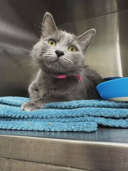 Mandy -  Domestic Medium Hair Cat for Adoption in Hamilton, Ontario - Mandy | PetCurious