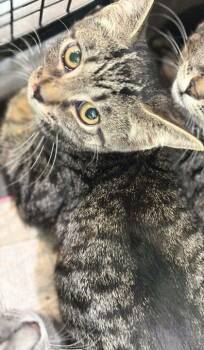 Miley Cyrus -  Domestic Short Hair Cat for Adoption in Memphis, Tennessee - Miley Cyrus | PetCurious
