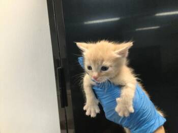 Domestic Short Hair Cats Available for Adoption - A1909840 | PetCurious