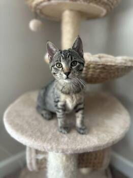 Blaire 63776 -  Domestic Short Hair and Manx Cat for Adoption in Aiken, South Carolina - Blaire 63776 | PetCurious