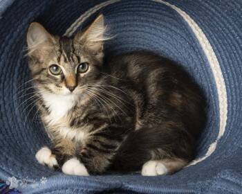 Molly -  Domestic Medium Hair Cat for Adoption in Maryville, Tennessee - Molly | PetCurious