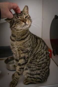 Tabby Cats Available for Adoption - Ridge (FCID# 02/02/2026 - 13 Trainer) | PetCurious
