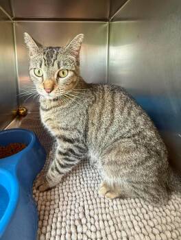Zara -  Domestic Short Hair Cat for Adoption in Maryville, Missouri - Zara | PetCurious