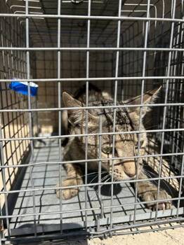 A479104 -  Domestic Short Hair Cat for Adoption in Oklahoma City, Oklahoma - A479104 | PetCurious