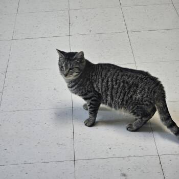 Domestic Short Hair Cats Available for Adoption - Radar | PetCurious