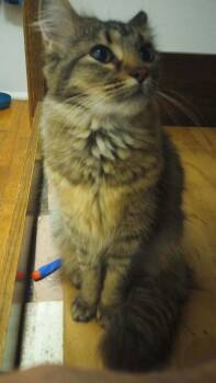 Domestic Medium Hair and Maine Coon Cats Available for Adoption in Overland Park, Kansas - Winnie | PetCurious