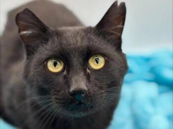 Tom Tom -  Domestic Short Hair Cat for Adoption in Portland, Oregon - Tom Tom | PetCurious