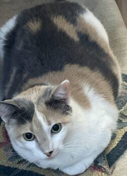 Rescue Domestic Short Hair Cats for Adoption in Maple Glen, Pennsylvania - Nina | PetCurious