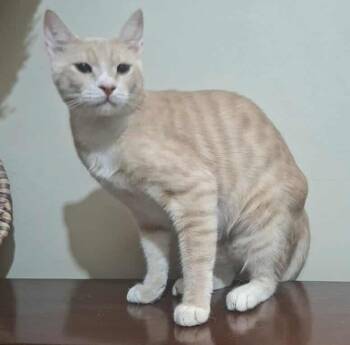Rescue Egyptian Mau and Persian Cats for Adoption in Wolcott, Connecticut - MeshMesh | PetCurious