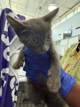 FROSTY -  Domestic Short Hair Cat for Adoption in Dallas, Texas - FROSTY | PetCurious