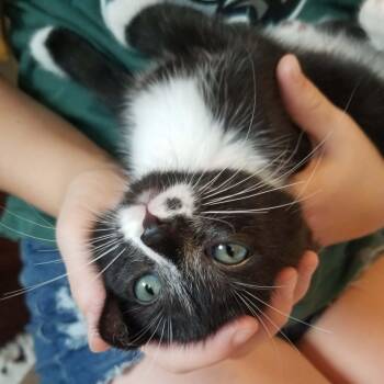 Ginger -  Domestic Short Hair Cat for Adoption - Ginger | PetCurious