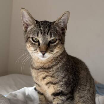 Buck -  Domestic Short Hair Cat for Adoption in Titusville, Florida - Buck | PetCurious