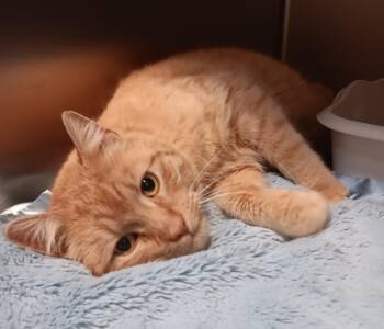 Domestic Short Hair Cats Available for Adoption - Kauper | PetCurious